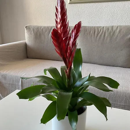 Appartement La Nogalera Adresse Mythique